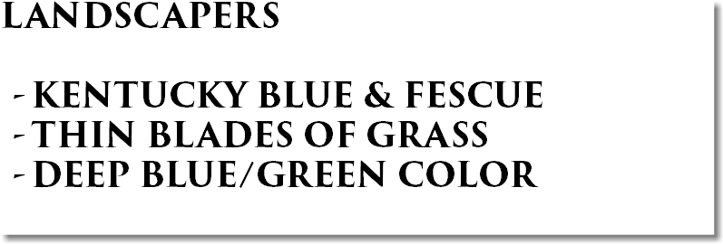 LANDSCAPERS KENTUCKY BLUE & FESCUE THIN BLADES OF GRASS DEEP BLUE/GREEN COLOR